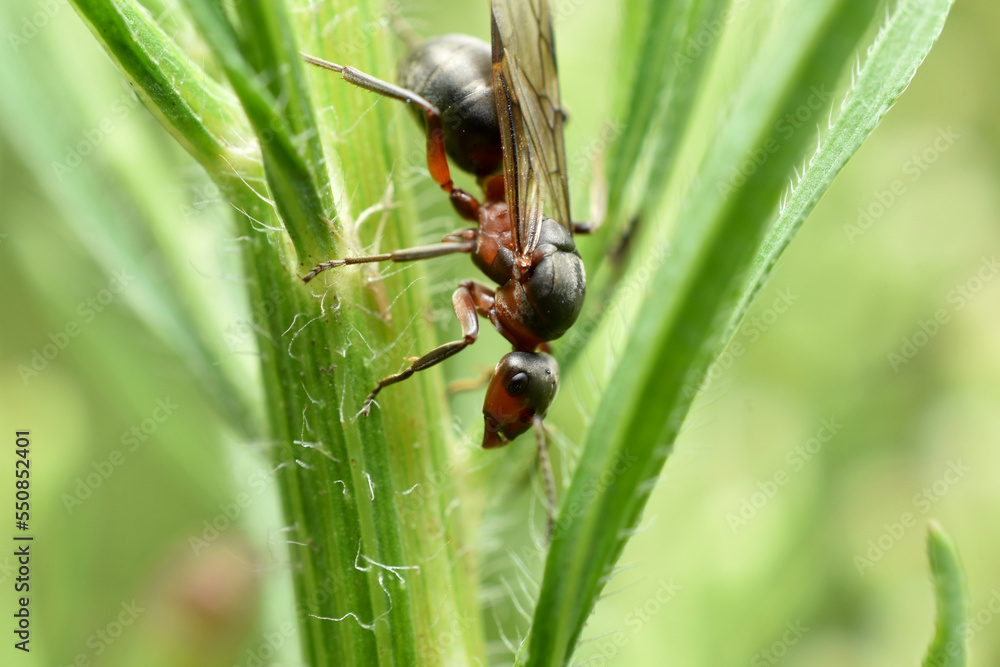 A large dark ant on a plant stem. A large dark ant on a plant stem.