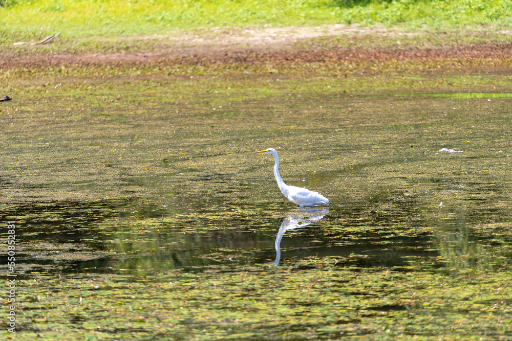 Fototapeta premium A white Heron in a marsh