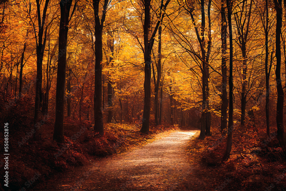 Obraz premium A beautiful autumn forest with big trees and great vegetation. Digital painting background