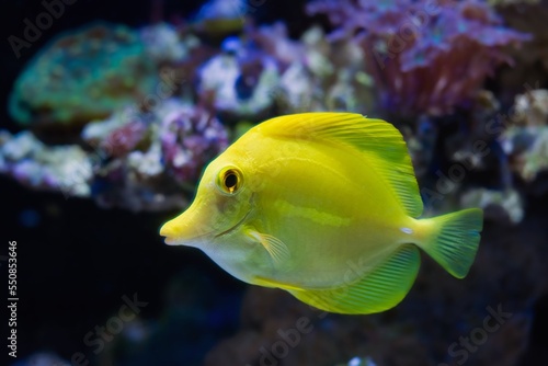 yellow tang swim in reef marine aquarium design, demanding species for experienced aquarist require care, popular pet fluorescent in LED actinic blue low light, live rock coral frag blurred background