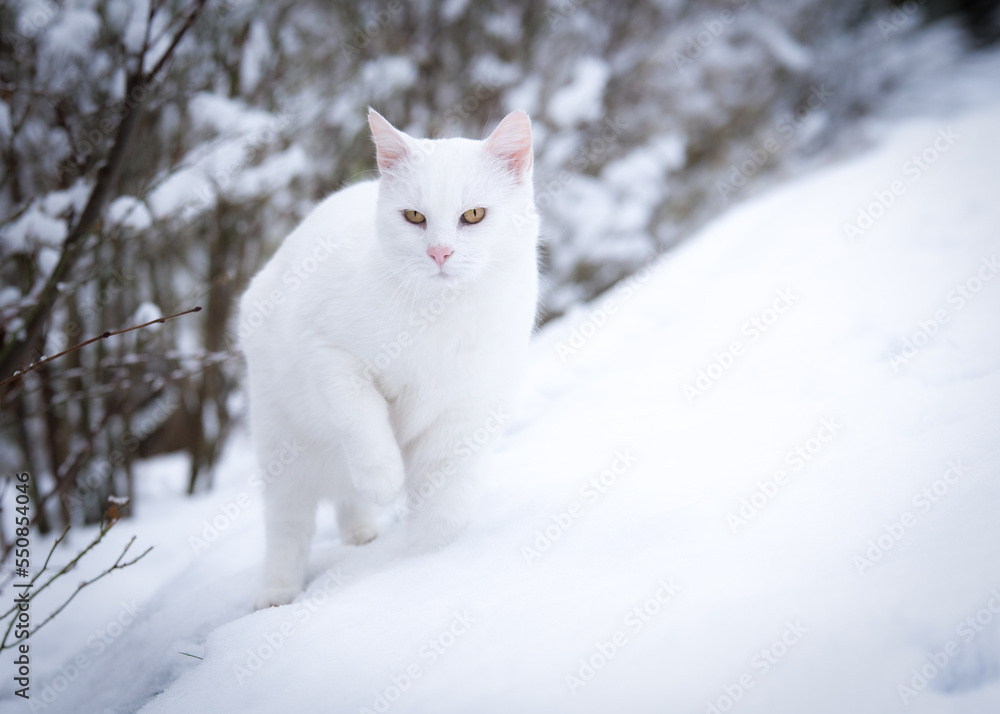 Fototapeta premium Weißer Kater im Schnee