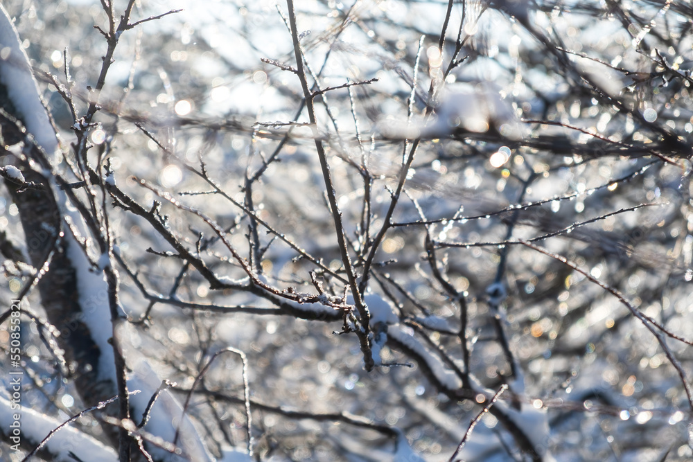 Snow tree icicle. Winter natural background. The bright sun highlights the fragile icicle. The concept of melting snow, warm spring rays. Snow-covered black branches in close-up on a blurry background Snow tree icicle. Winter natural background. The bright sun highlights the fragile icicle. The concept of melting snow, warm spring rays. Snow-covered black branches in close-up on a blurry background