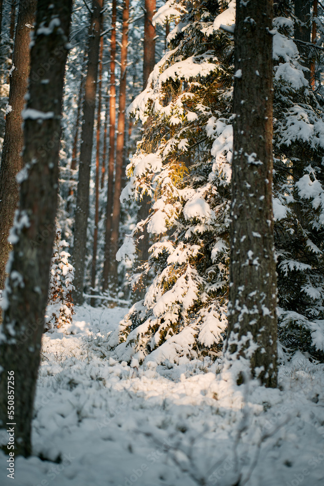 Obraz premium Beautiful winter panorama. The landscape of pine trees is covered with a fresh snow. Pine trees covered with snow on frosty evening.