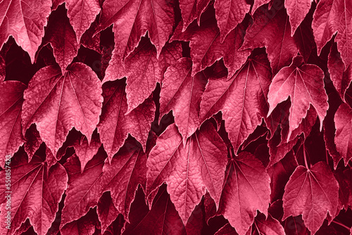 Red autumn leaves close up as a beautiful nature background. Fall concept.  Color of the year 2023 inspired photo