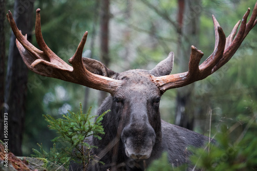 Moose bull with big antlers close up in forest with blurred background. Selective focus.