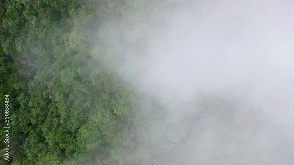 Aerial Birds Eye Rising Through Mist Clouds Over Amazon Canopy Tree Tops. Ascending Shot Aerial Birds Eye Rising Through Mist Clouds Over Amazon Canopy Tree Tops. Ascending Shot