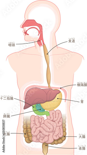 消化器、食道、胃、十二指腸、膵臓、肝臓、口腔、鼻腔、大腸、小腸