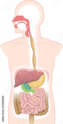 消化器、食道、胃、十二指腸、膵臓、肝臓、口腔、鼻腔、大腸、小腸