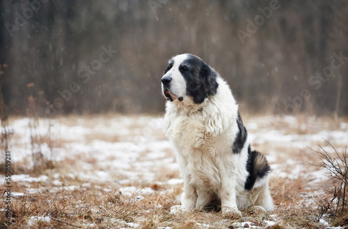 Foto An active dog runs in the snow in winter and plays