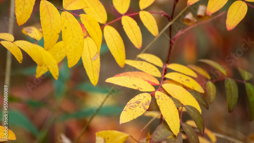 Autumn yellow colorful leaves with blur close-up