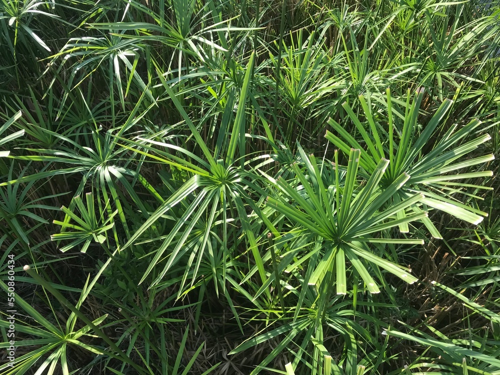 Small palm leaves Small palm leaves