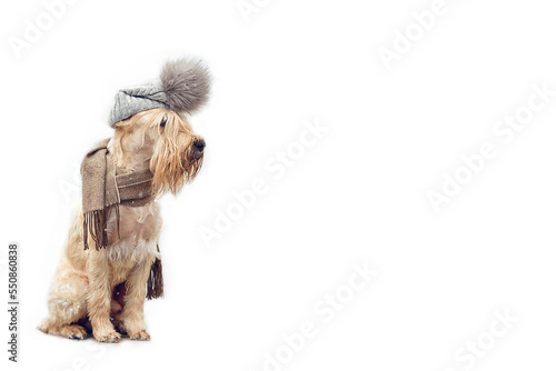 Terrier dog sits in winter in a hat on a white background