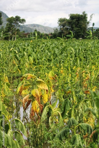 Nicotiana tabacum farm, Tobacco farmers failed to harvest due to flooding in their fields. photo