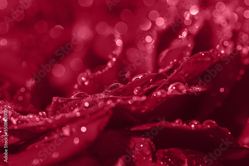 Beautiful rose bud with water drops close up. Nature concept. Floral background. selective focus. Color of year 2023 inspired