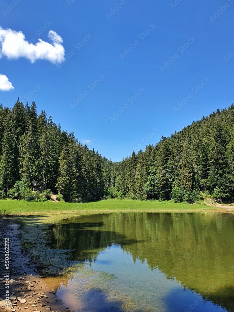 Obraz premium lake and forest