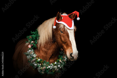 Portrait of a chestnut brown noriker coldblood horse wearing a red santa hat and a festive christmas wreath in front of black background © Annabell Gsödl