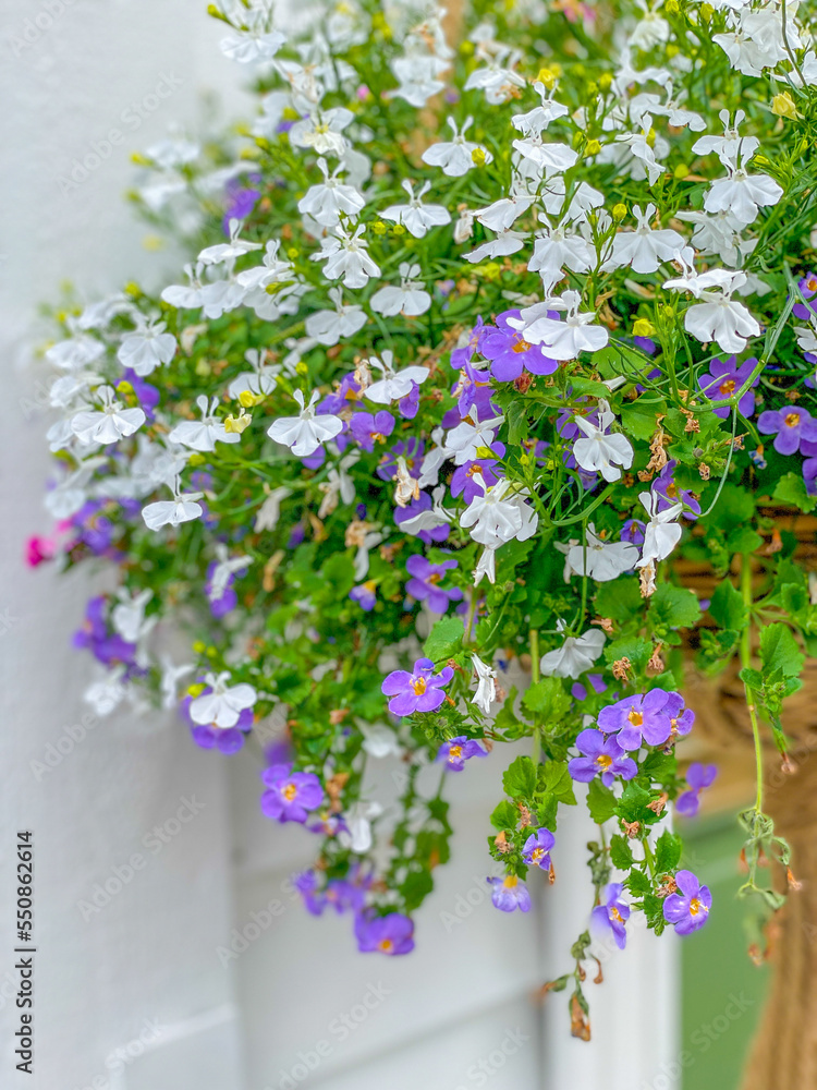 White and purple hanging flowers White and purple hanging flowers