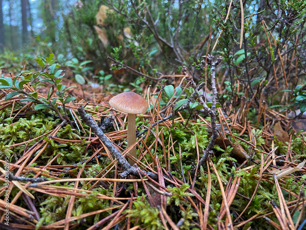 Mushroom in the forest, in the grass, in the moss. natural background. Mushroom picking season. Not an edible mushroom. Branches, dry needles of a Christmas tree. Mushroom in the forest, in the grass, in the moss. natural background. Mushroom picking season. Not an edible mushroom. Branches, dry needles of a Christmas tree.