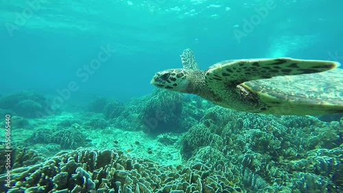 Hawksbill Sea Turtle is swimming at Similan Islands National Park up close to the camera. photo