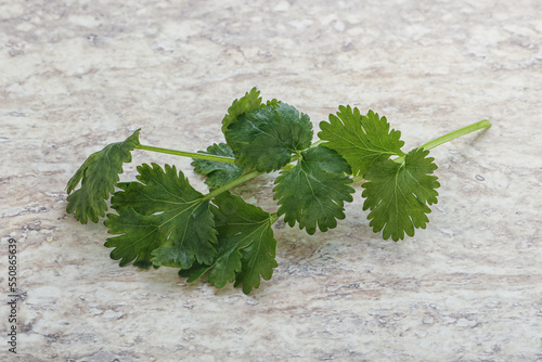 Raw green aroma cilantro leaves