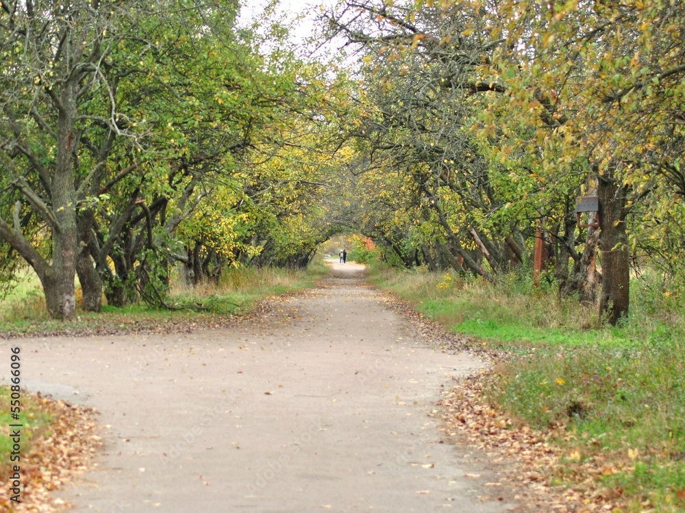 Fototapeta premium a walk in the park
