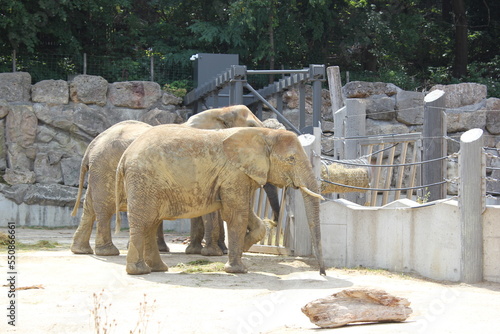 Elefanten im Zoo photo