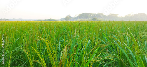 Green rice field. Close-up to rice seeds in ear of paddy. Beautiful green rice field and ear of rice.