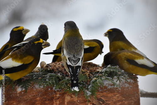 From large stray beaks to the feeder, Sainte-Apolline, Québec, Canada © Claude Laprise