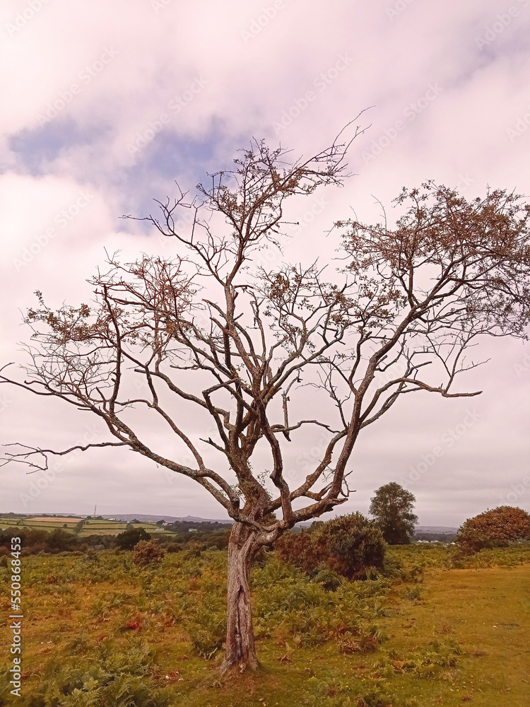 Dartmoor National Park in winter daytime, barren no people Dartmoor National Park in winter daytime, barren no people
