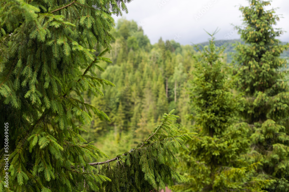 Atmospheric green forest landscape with firs in mountains. Mountain woodland. Atmospheric green forest landscape with firs in mountains. Mountain woodland.