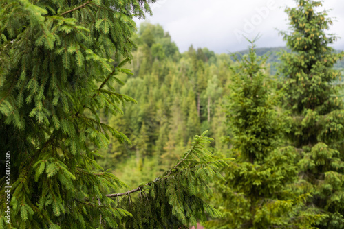 Atmospheric green forest landscape with firs in mountains. Mountain woodland.