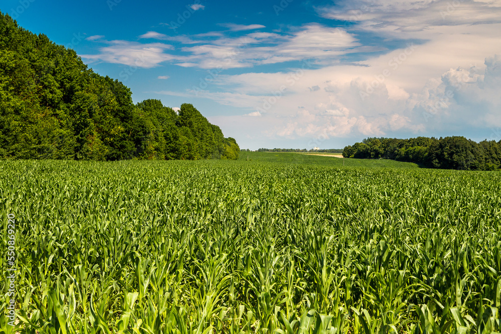 Green field of young corn with clean rows Green field of young corn with clean rows