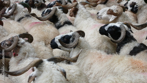 Sheep with horn on Street Nepal Asia photo