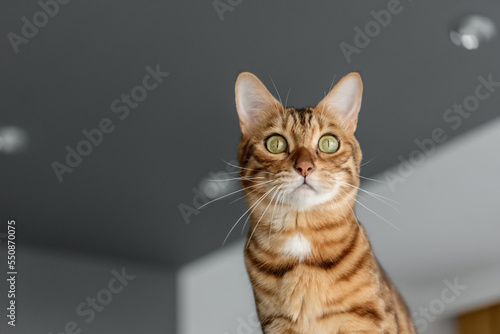 Bengal cat on the background of a gray ceiling