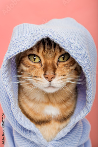 Cool Bengal cat in a blue hoodie on a pink background.
