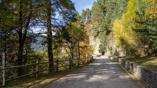 path in the forest