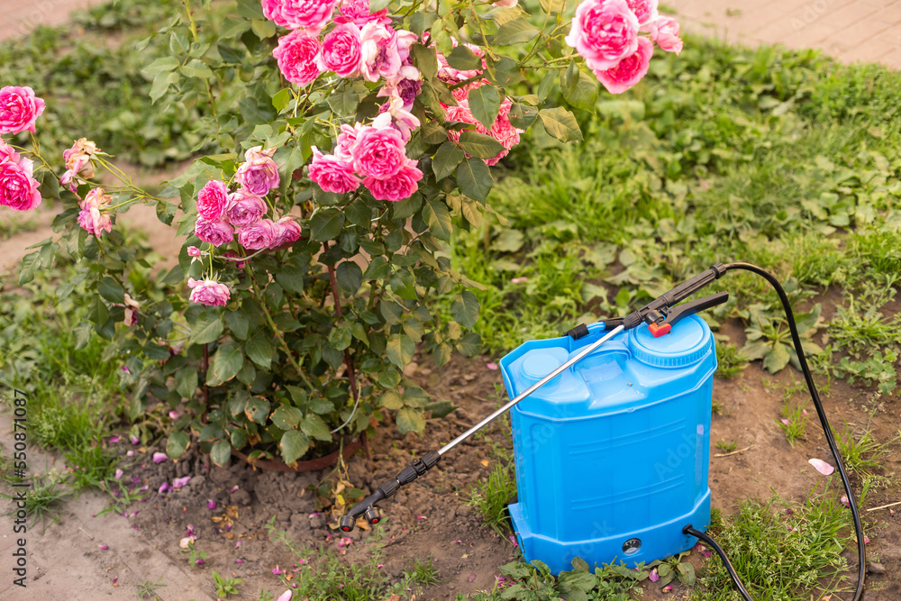 backpack for spraying roses. Protection and care of plants, from insect pests, bacterial diseases