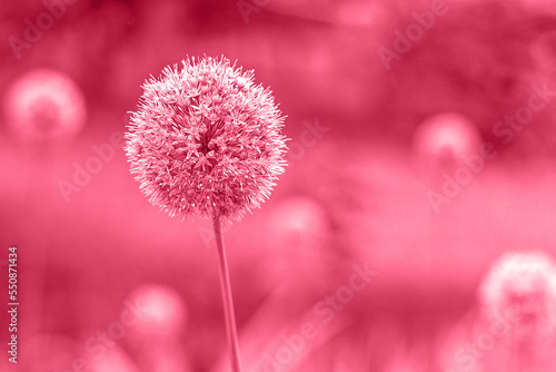 Trendy color of the year 2023. Flower of globular shape toned in viva magenta color. Decorative bulbous perennial plant
