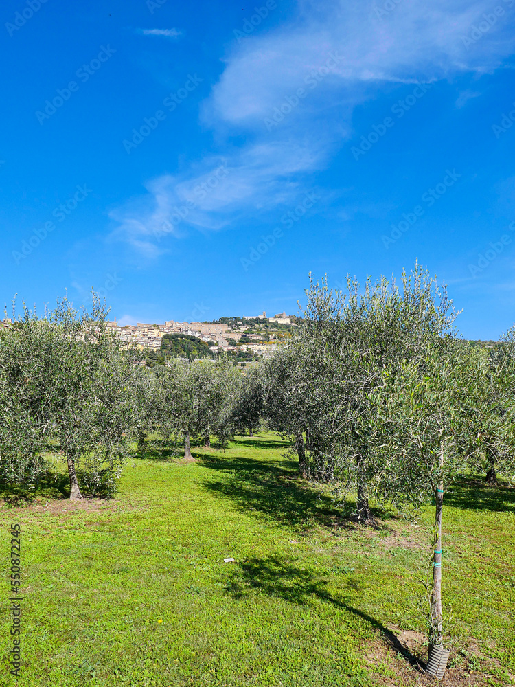 Italian landscape: olive trees are visible, in the distance behind them - houses and mountains.