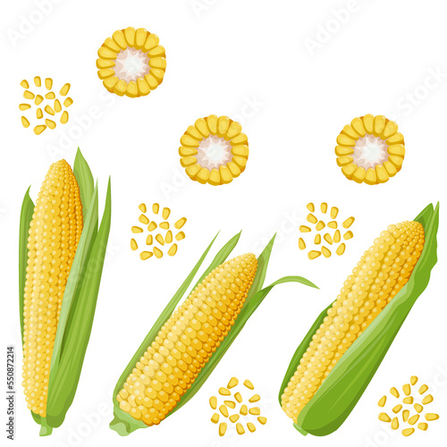Bright juicy illustration of a corn cob with green leaves, in section and its kernel. Design element and food and agriculture theme.