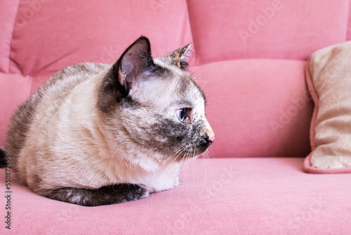 White cat lying on a pink sofa