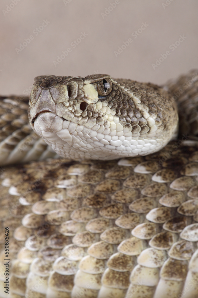 A portrait of a Western Diamondback Rattlesnake
A portrait of a Western Diamondback Rattlesnake