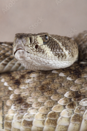 A portrait of a Western Diamondback Rattlesnake 