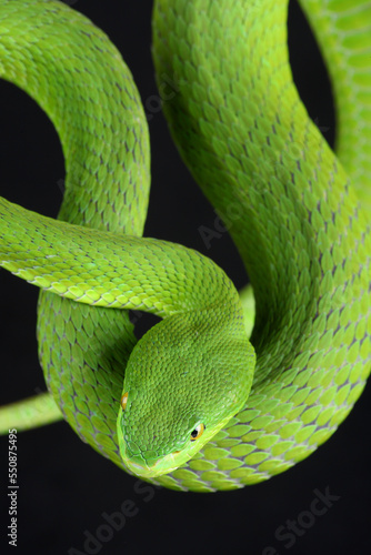 Portrait of a White-lipped Pitviper photographed against a black background 