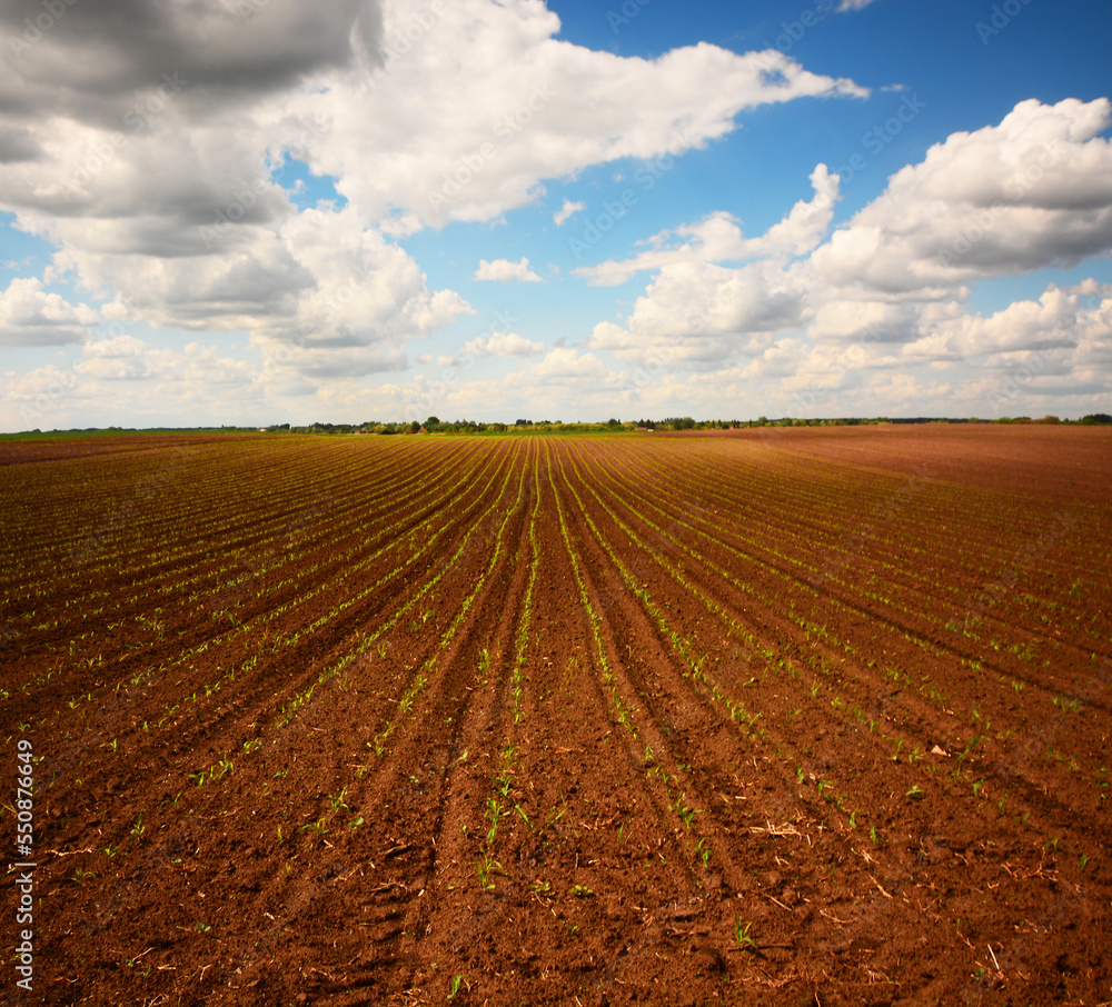 plowed field and sky