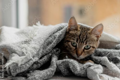 Cute striped kitten wrapped in a scarf. Close-up of a cat's muzzle wrapped in a knitted blanket. Cozy and warm concept.