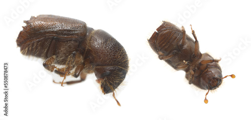 Larger eight-toothed European spruce bark beetle, Ips typographus isolated on white background, this insect is a major pest on spruce trees