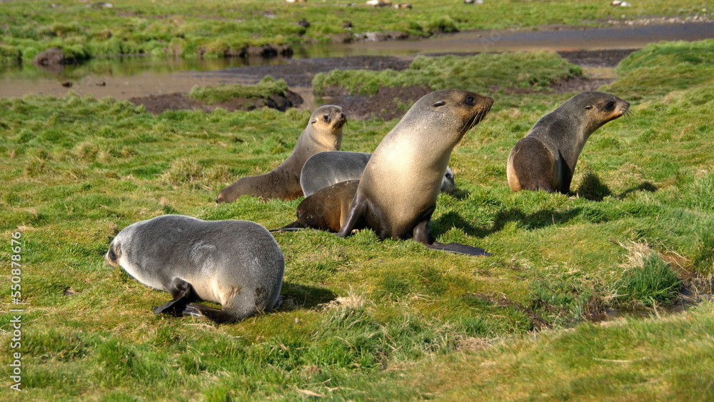 Fototapeta premium Antarctic fur seals (Arctocephalus gazella) lying in a field at Stromness, South Georgia Island
