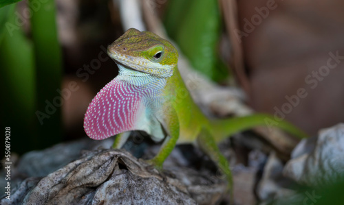 Gecko attracting a mate