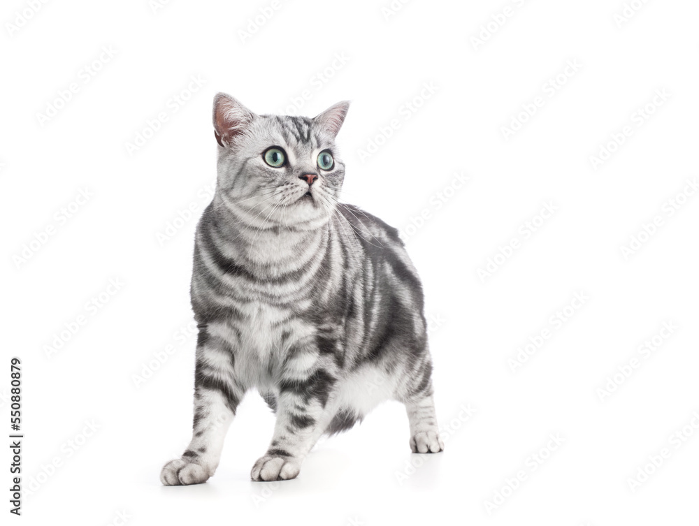 Kitten isolated on white. British shorthair silver tabby cat breed